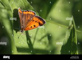 Attēlu rezultāti vaicājumam “Lycaena dispar female”