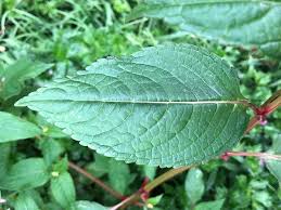 Attēlu rezultāti vaicājumam “Impatiens glandulifera leaf”