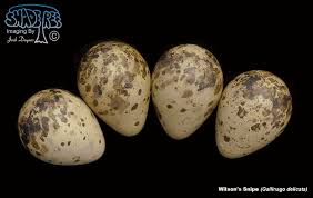 Attēlu rezultāti vaicājumam “Gallinago gallinago eggs”