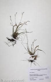 Attēlu rezultāti vaicājumam “Carex digitata”