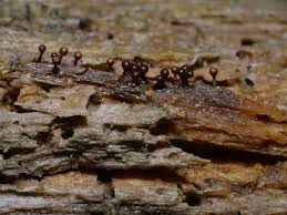 Attēlu rezultāti vaicājumam “Trichia botrytis var. cerifera stalked”