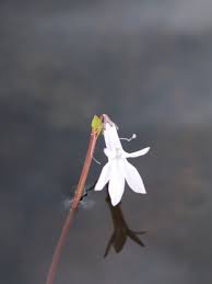 Attēlu rezultāti vaicājumam “Lobelia dortmanna flower”