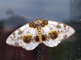 Attēlu rezultāti vaicājumam “Abraxas sylvata”