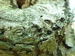 Attēlu rezultāti vaicājumam “Andricus quercuscorticis”