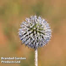 Image result for Echinops spaerocephalus