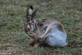 Attēlu rezultāti vaicājumam “Lepus europaeus”