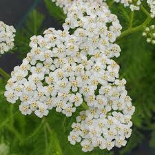 Attēlu rezultāti vaicājumam “Achillea salicifolia”