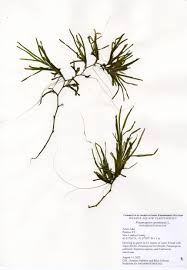 Attēlu rezultāti vaicājumam “Potamogeton gramineus”