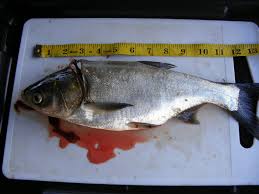 Image result for Hypophthalmichthys molitrix