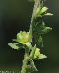 Attēlu rezultāti vaicājumam “Veronica arvensis”
