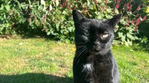 Image result for cat found