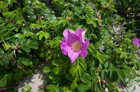 Attēlu rezultāti vaicājumam “Rosa villosa”