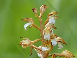 Attēlu rezultāti vaicājumam “Corallorhiza trifida fruit”