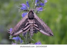 Attēlu rezultāti vaicājumam “Sphinx pinastri”