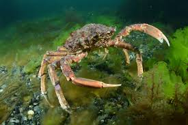 Image result for Maja brachydactyla