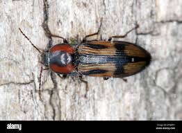 Attēlu rezultāti vaicājumam “Selatosomus cruciatus”