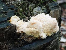 Attēlu rezultāti vaicājumam “Hericium cirrhatum”