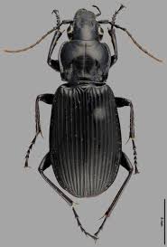 Attēlu rezultāti vaicājumam “Pterostichus oblongopunctatus”