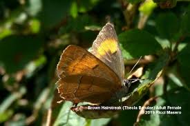 Attēlu rezultāti vaicājumam “Thecla betulae female”