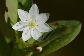 Attēlu rezultāti vaicājumam “Trientalis europaea bud”