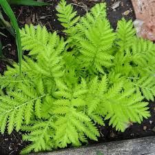 Image result for Tanacetum vulgare