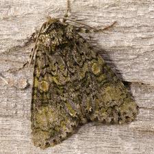 Attēlu rezultāti vaicājumam “Craniophora ligustri imago”