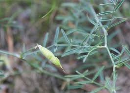 Attēlu rezultāti vaicājumam “Astragalus arenarius leaf”