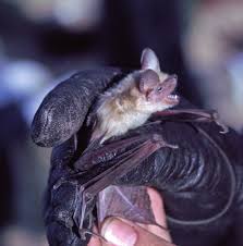 Attēlu rezultāti vaicājumam “Eptesicus serotinus”