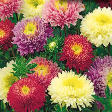 Image result for Aster