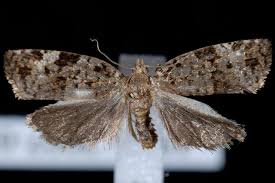 Attēlu rezultāti vaicājumam “Dichelia histrionana”