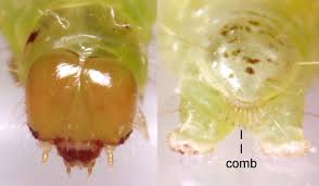 Attēlu rezultāti vaicājumam “Acleris laterana”