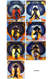 Attēlu rezultāti vaicājumam “Chrysotoxum sp.”