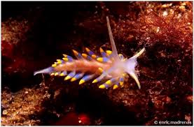 Attēlu rezultāti vaicājumam “Trichia contorta sessile”