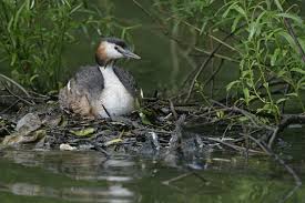 Attēlu rezultāti vaicājumam “Podiceps cristatus nest”