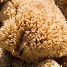 Attēlu rezultāti vaicājumam “Spongia”