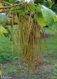 Attēlu rezultāti vaicājumam “Catalpa ovata fruit”