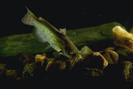 Image result for Lepisosteus osseus