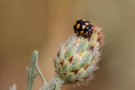 Attēlu rezultāti vaicājumam “Coccinula quatuordecimpustulata”
