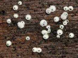 Attēlu rezultāti vaicājumam “Lasiosphaeria ovina”