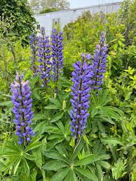 Attēlu rezultāti vaicājumam “Lupinus polyphyllus flower”