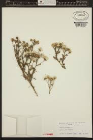 Attēlu rezultāti vaicājumam “Senecio viscosus leaf”