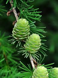 Attēlu rezultāti vaicājumam “Larix kaempferi leaf”