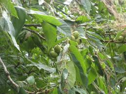 Attēlu rezultāti vaicājumam “Juglans mandshurica female flower”