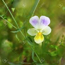 Attēlu rezultāti vaicājumam “Viola arvensis flower”