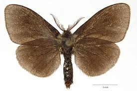 Attēlu rezultāti vaicājumam “Canephora hirsuta”