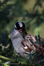 Image result for Zonotrichia leucophrys