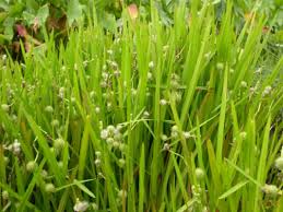 Attēlu rezultāti vaicājumam “Sparganium minimum fruit”