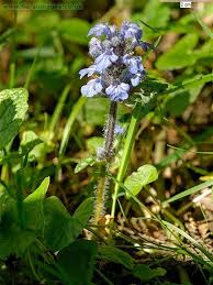 Attēlu rezultāti vaicājumam “Ajuga reptans flower”