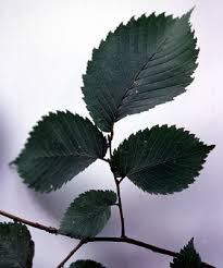 Attēlu rezultāti vaicājumam “Ulmus laevis leaf”