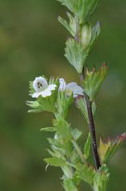Image result for Euphrasia stricta